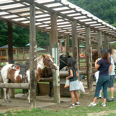 乗馬体験