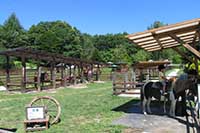 清里ポニー牧場